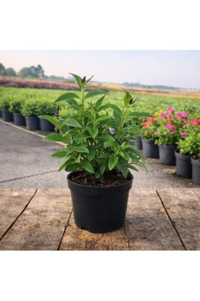 Buddleja davidii Little Ruby